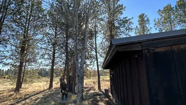 Tree Thinning